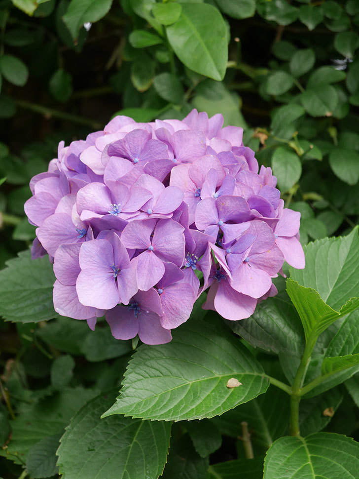 紫のアジサイの花が咲いた 21年 アジサイ 02memo日記