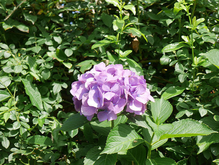 紫のアジサイの花が咲いた。2021年-013.jpg
