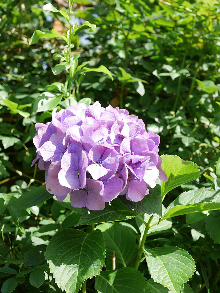 紫のアジサイの花が咲いた。2021年-022.jpg