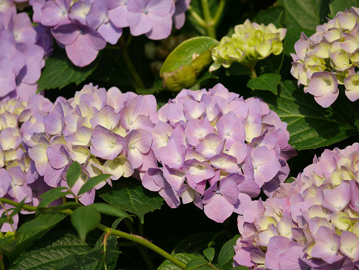 紫のアジサイの花が増えてきた。2020年-022.jpg
