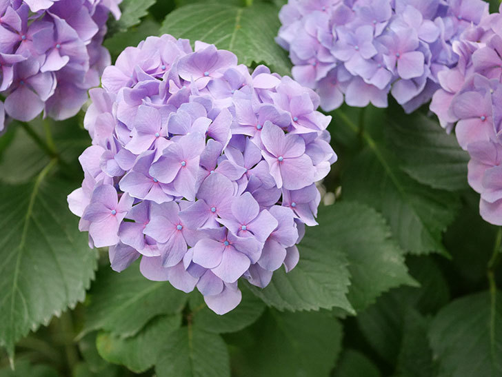 紫のアジサイの花が満開になった。2020年-003.jpg