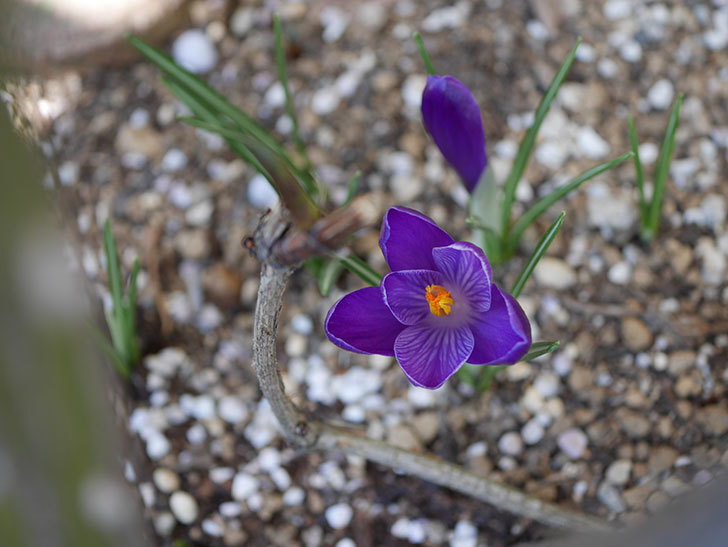 紫のクロッカスの花が咲いた。2021年-001.jpg