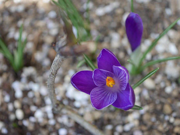 紫のクロッカスの花が咲いた。2021年-003.jpg