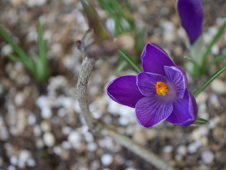紫のクロッカスの花が咲いた。2021年-004.jpg