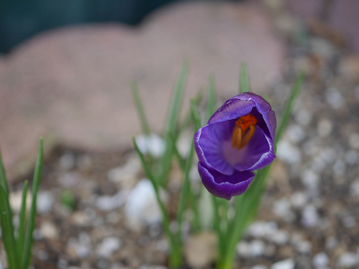 紫のクロッカスの花が咲いた。2021年-005.jpg