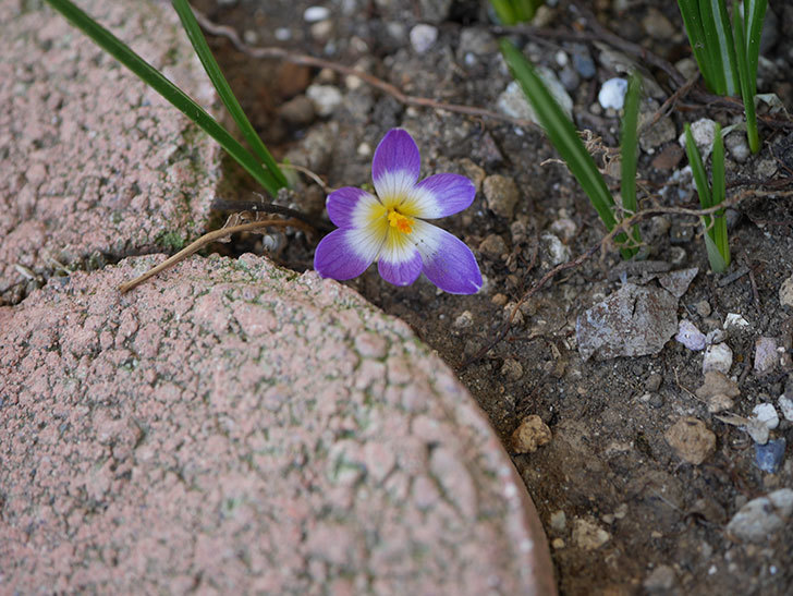 紫のクロッカスの花が咲いた。2021年-006.jpg