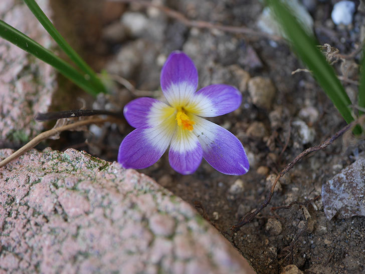紫のクロッカスの花が咲いた。2021年-007.jpg