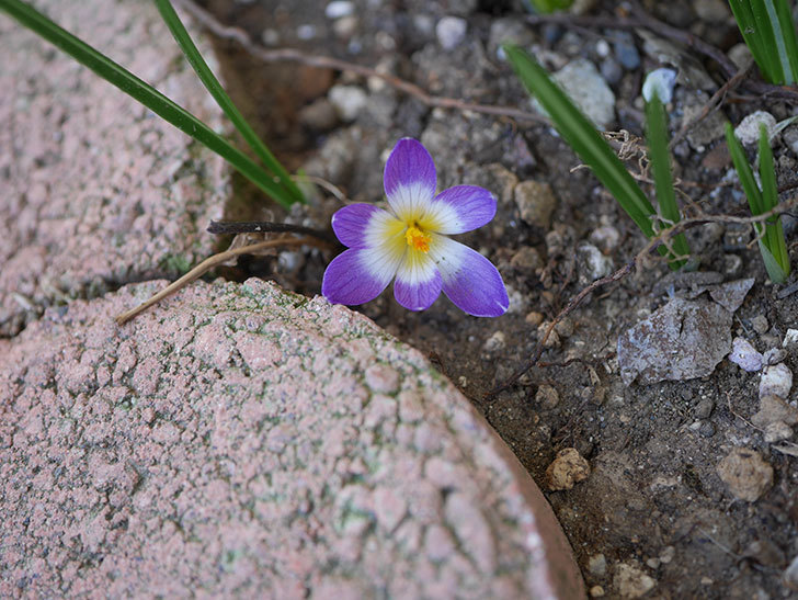 紫のクロッカスの花が咲いた。2021年-008.jpg