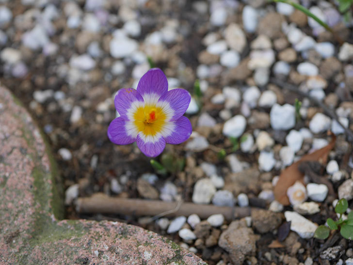 紫のクロッカスの花が咲いた。2021年-009.jpg