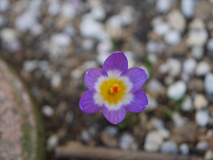 紫のクロッカスの花が咲いた。2021年-010.jpg