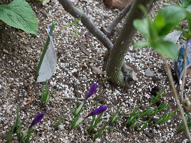紫のクロッカスの花が咲いた。2021年-012.jpg