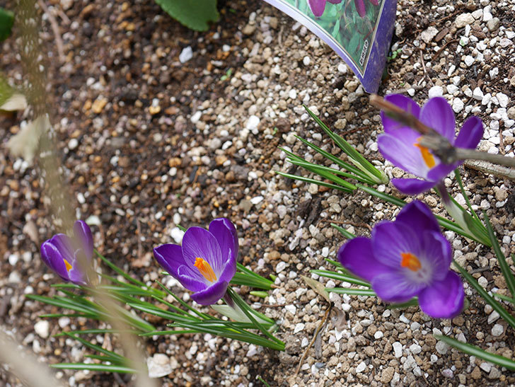 紫のクロッカスの花が咲いた。2021年-014.jpg