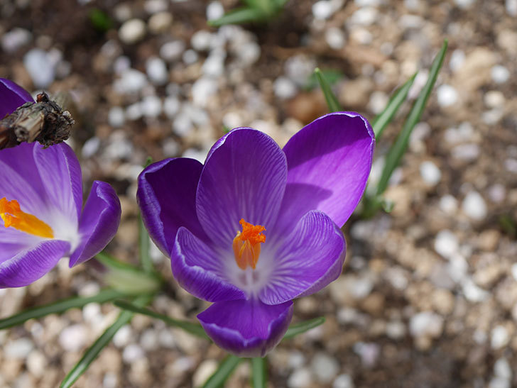 紫のクロッカスの花が咲いた。2021年-016.jpg