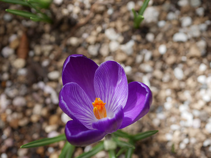 紫のクロッカスの花が咲いた。2021年-017.jpg