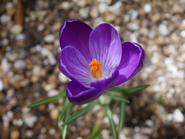 紫のクロッカスの花が咲いた。2021年-019.jpg