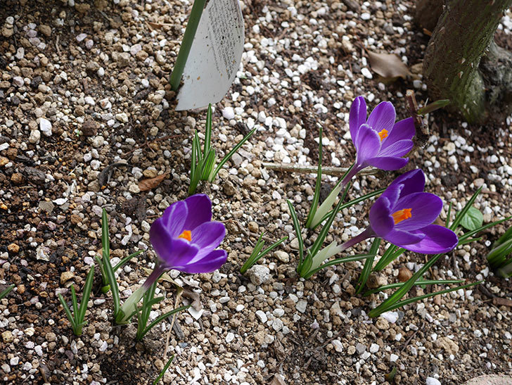 紫のクロッカスの花が咲いた。2021年-020.jpg