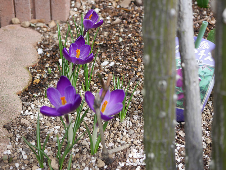 紫のクロッカスの花が咲いた。2021年-021.jpg
