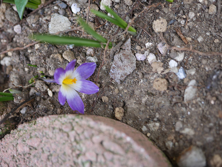 紫のクロッカスの花が咲いた。2021年-022.jpg