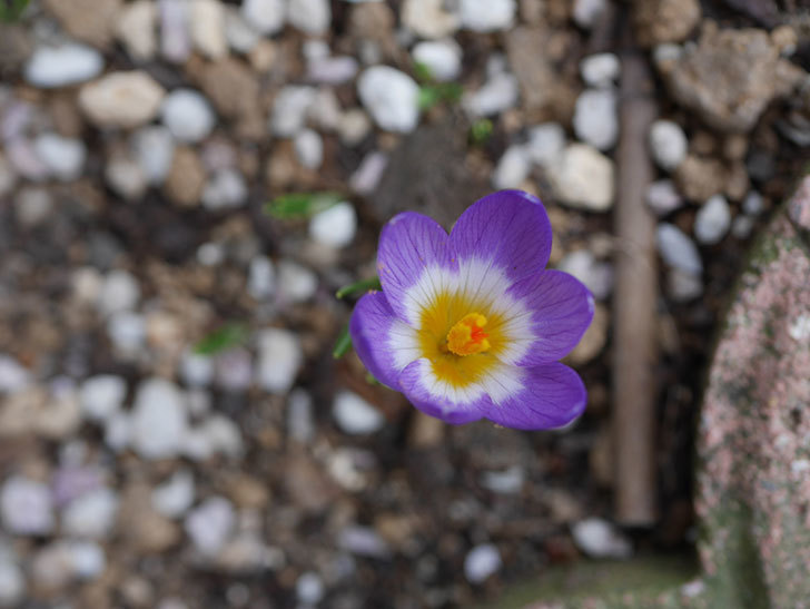 紫のクロッカスの花が咲いた。2021年-024.jpg