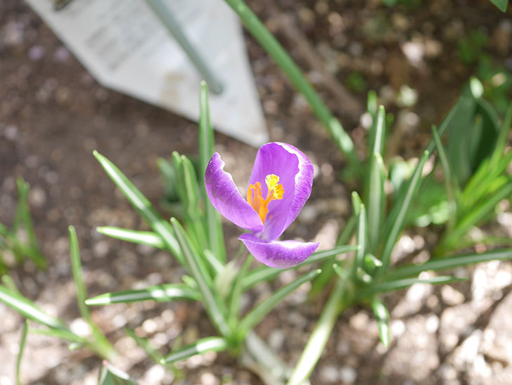 紫のクロッカスの花が咲いた。2022年-004.jpg