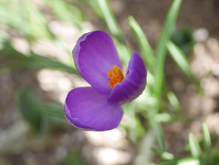 紫のクロッカスの花が咲いた。2022年-005.jpg