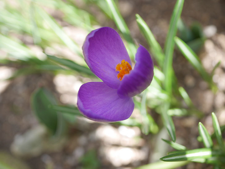 紫のクロッカスの花が咲いた。2022年-006.jpg