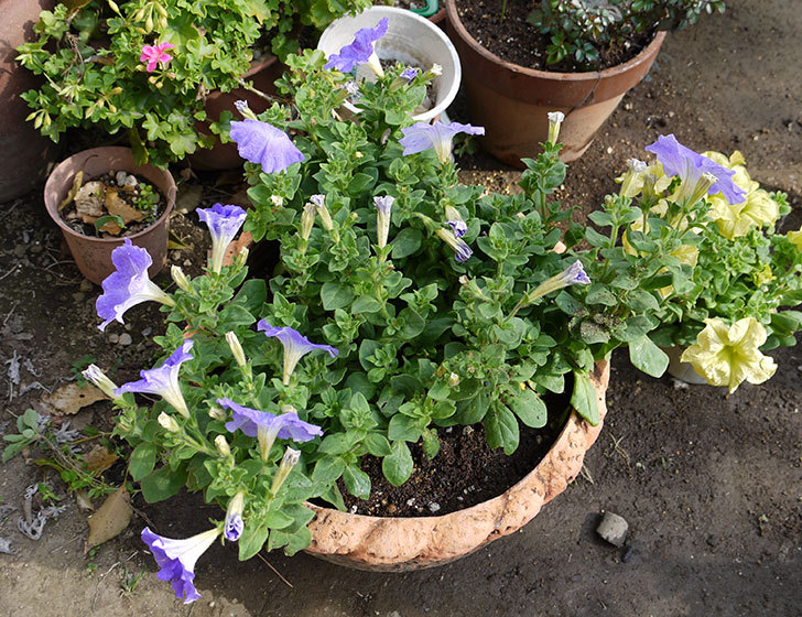 紫のペチュニアを鉢に植え替えた4.jpg