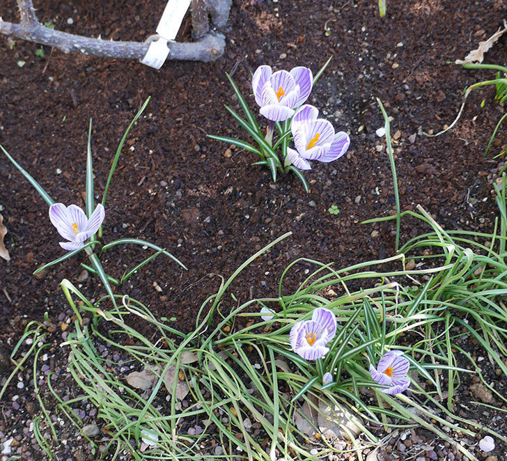 紫ストライプのクロッカスの花が咲いた。2019年-2.jpg