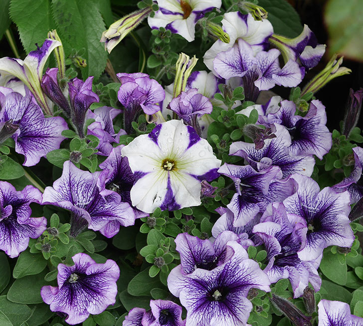 紫系のペチュニアの花が増えて来た。2020年-6.jpg