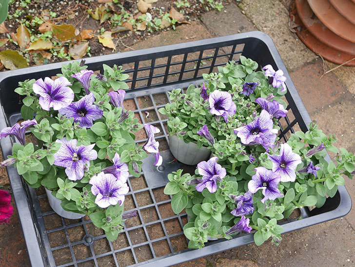 紫系のペチュニアの苗をホームズで10個買って来た。2022年-003.jpg