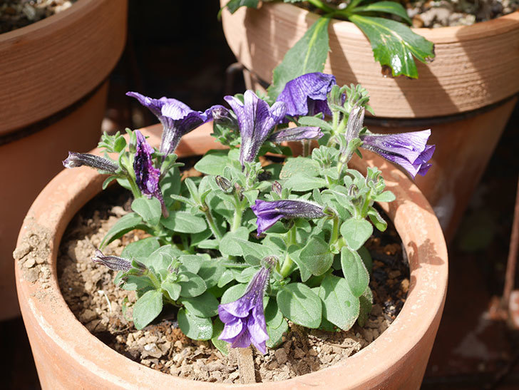 紫系のペチュニアの苗をホームズで21個買って来た。2022年-018.jpg