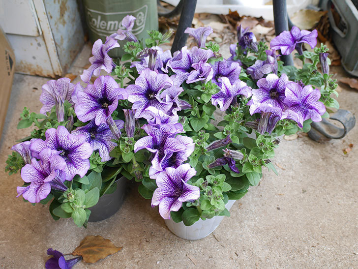 紫系のペチュニアの苗をホームズで4個買って来た。2022年-003.jpg