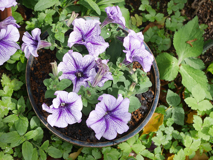 紫系のペチュニアの苗をホームズで4個買って来た。2022年-004.jpg