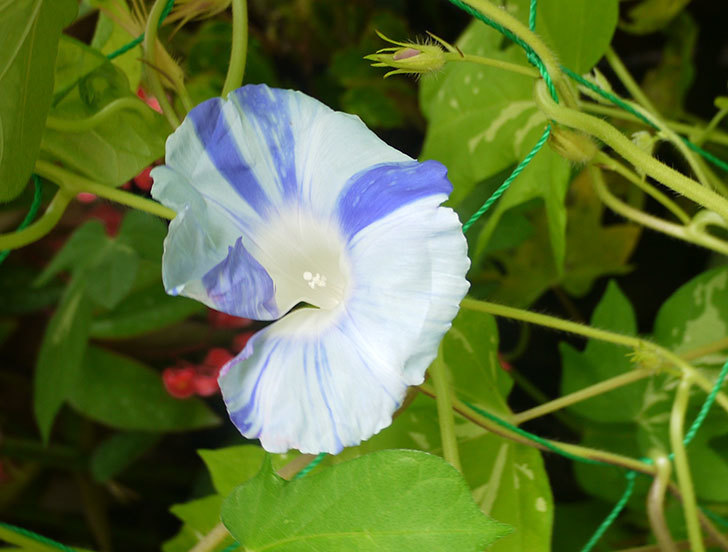 絞り咲アサガオの白青の花が咲いた。2016年-1.jpg