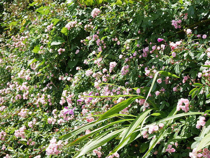 群舞(ツルバラ)の花がたくさん咲いた。ツルバラ。2021年-029.jpg