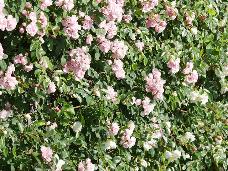 群舞(ツルバラ)の花がたくさん咲いた。ツルバラ。2021年-081.jpg