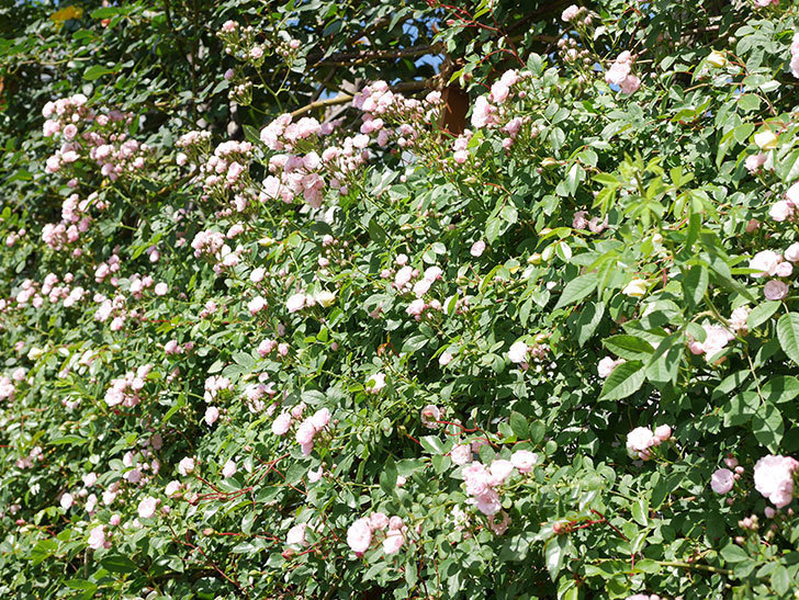群舞(ツルバラ)の花がたくさん咲いた。ツルバラ。2021年-089.jpg