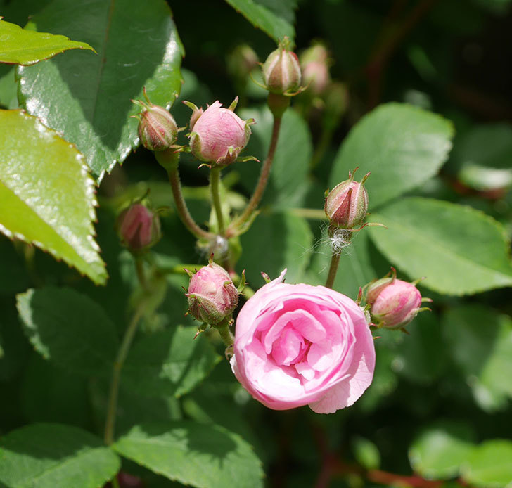 群舞 ツルバラ の花が咲いた 年 バラ 02memo日記