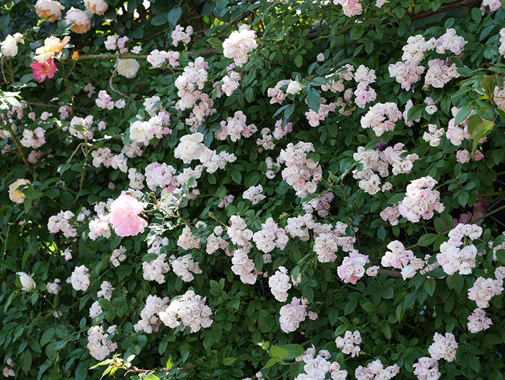 群舞(ツルバラ)の花が白くなってきた。2019年-6.jpg