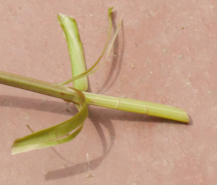 群舞(ツルバラ)の蕾付きの新枝が1本バラクキバチにやられて萎れた。2019年-4.jpg