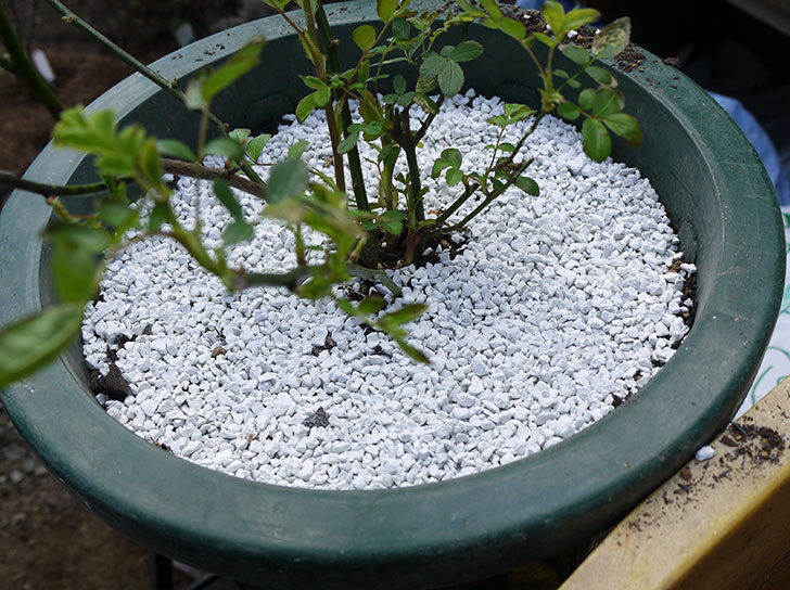 群舞(ツルバラ)をスリット鉢に植えた。2017年-6.jpg