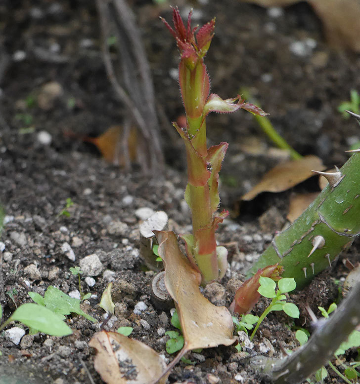 花壇に植えているピエール・ドゥ・ロンサール(ツルバラ)からシュートが出てきた。2020年-2.jpg