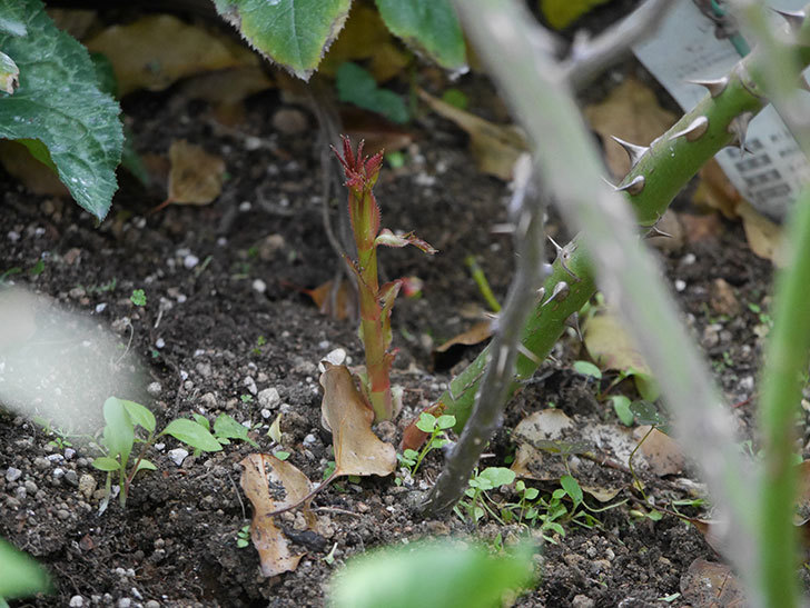 花壇に植えているピエール・ドゥ・ロンサール(ツルバラ)からシュートが出てきた。2020年-3.jpg