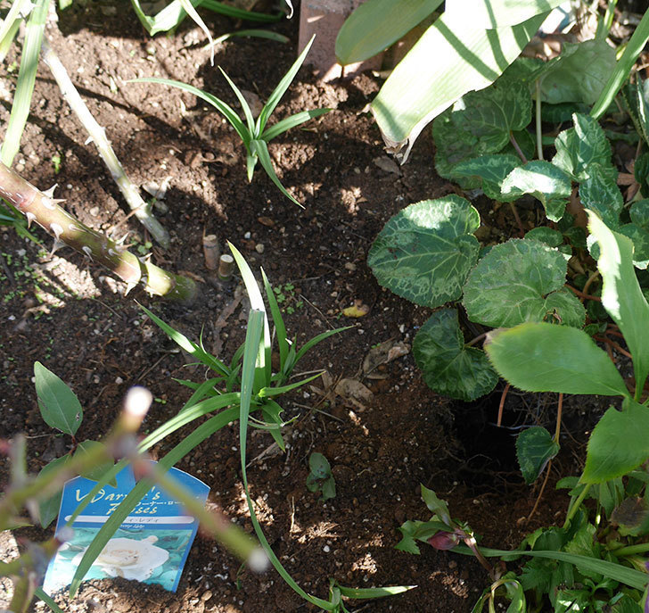 花壇に植えているピエール・ドゥ・ロンサール(ツルバラ)に寒肥を施した。2020年-1.jpg