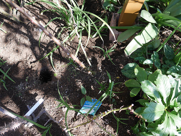 花壇に植えているピエール・ドゥ・ロンサール(ツルバラ)に寒肥を施した。2020年-2.jpg