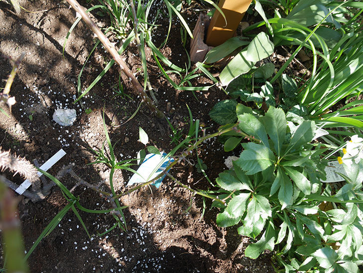 花壇に植えているピエール・ドゥ・ロンサール(ツルバラ)に寒肥を施した。2020年-5.jpg