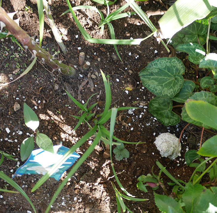 花壇に植えているピエール・ドゥ・ロンサール(ツルバラ)に寒肥を施した。2020年-6.jpg