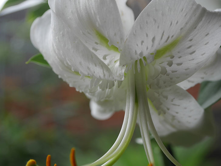 花弁が反っている白いユリの花が増えてきた。2020年-003.jpg