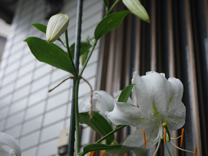 花弁が反っている白いユリの花が増えてきた。2020年-012.jpg