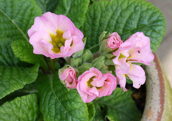 薄いピンクのプリムラ・ジュリアンが咲きはじめた。2015年-2.jpg